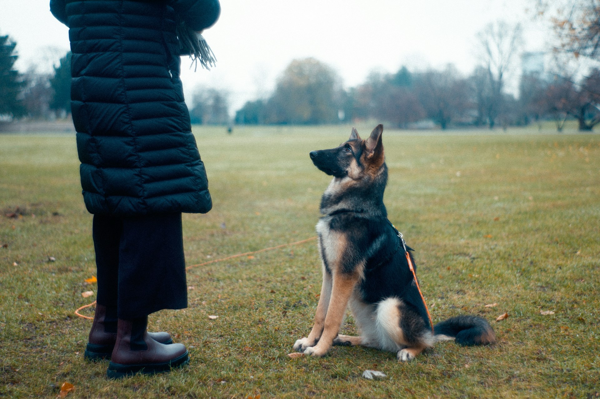 Training a Reactive Dog: What Actually Works?