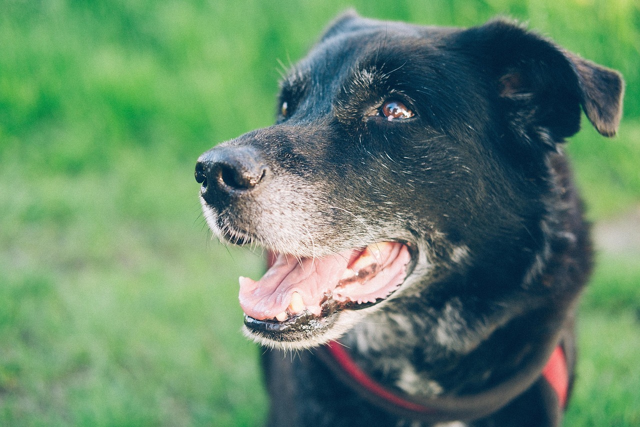 Reactivity in Older Dogs: Can You Still Make Progress?