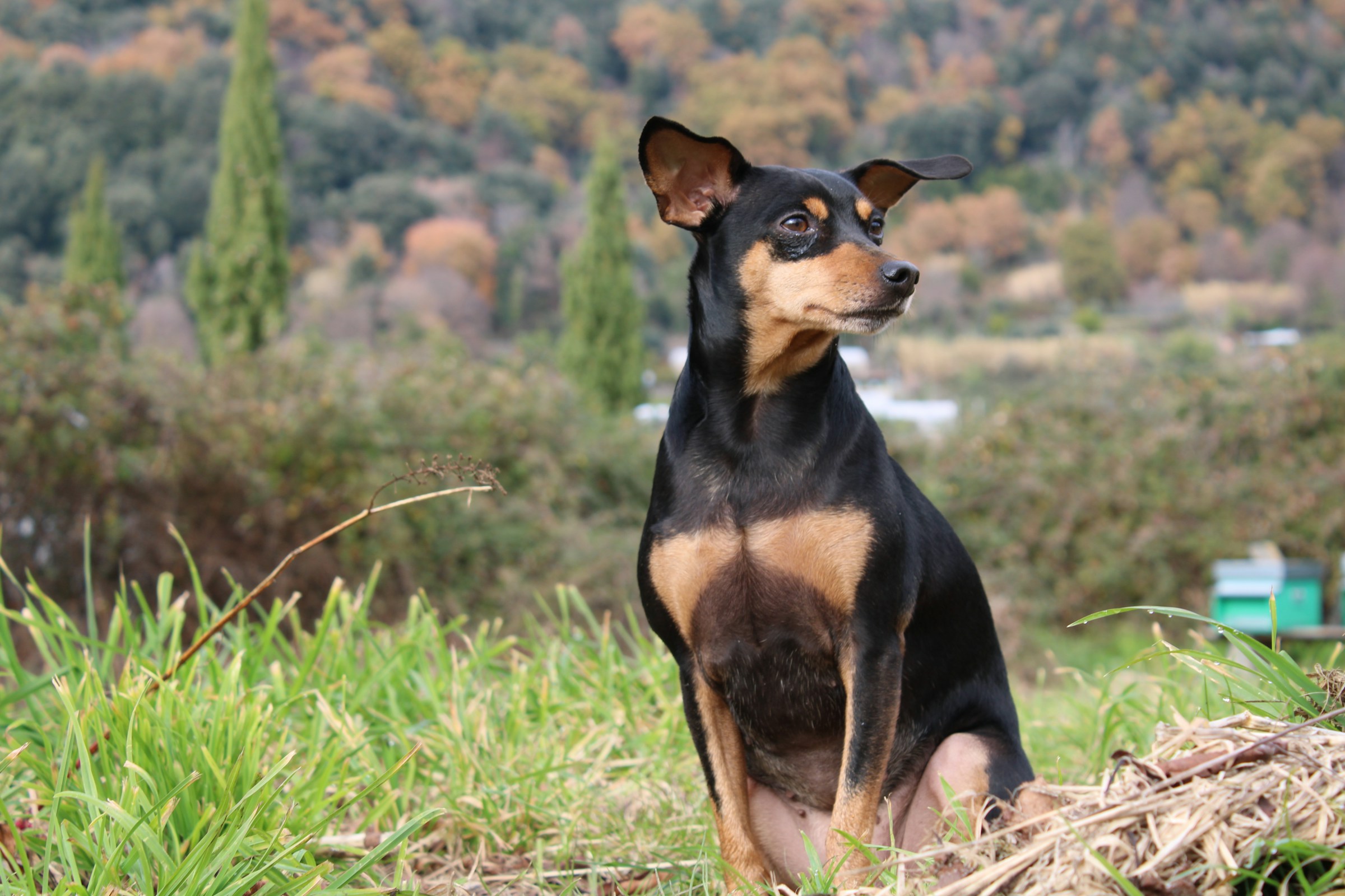 image-What I Learned from Owning a Reactive Dog
