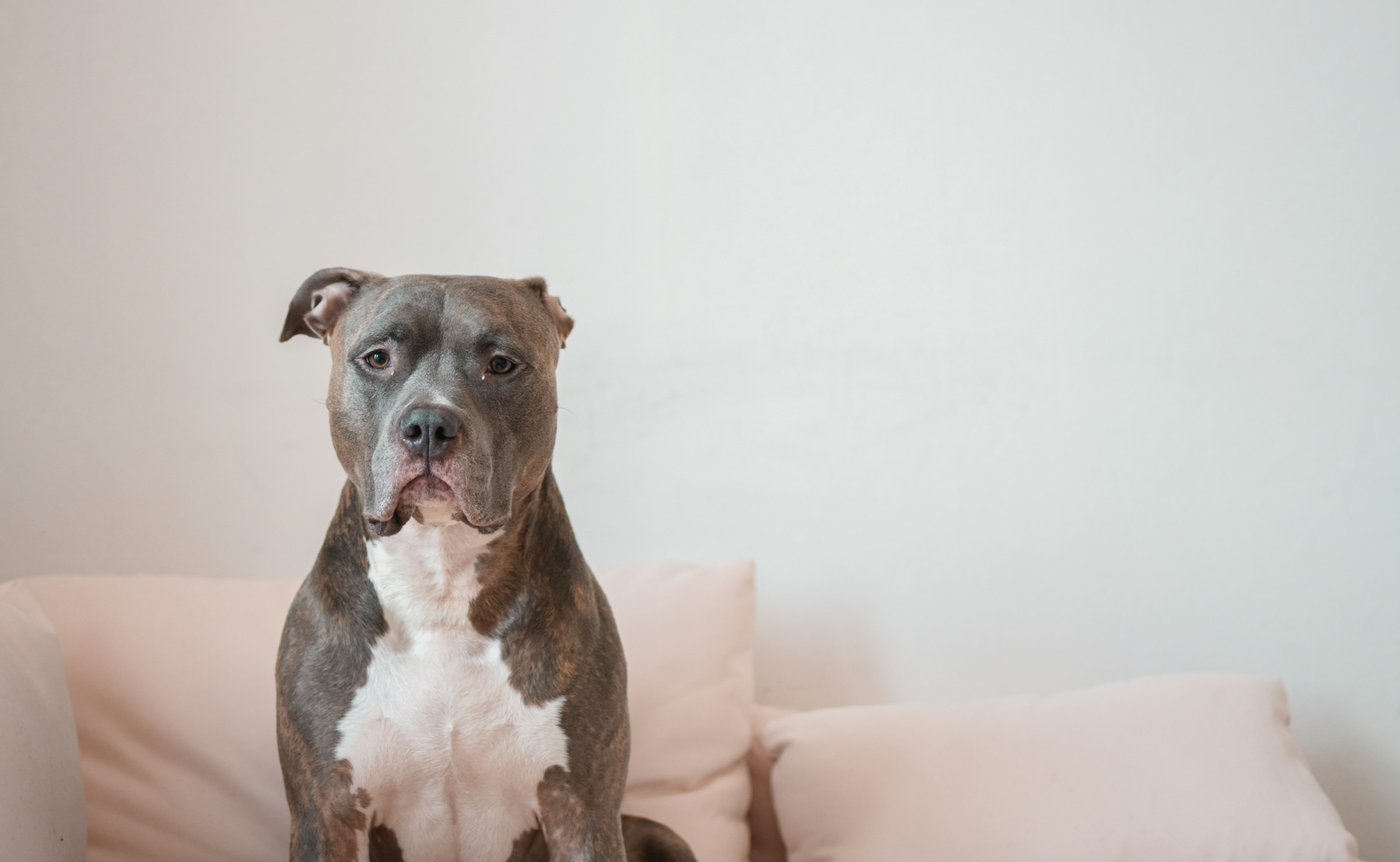 image-Coping with the Emotional Toll of Owning a Reactive Dog