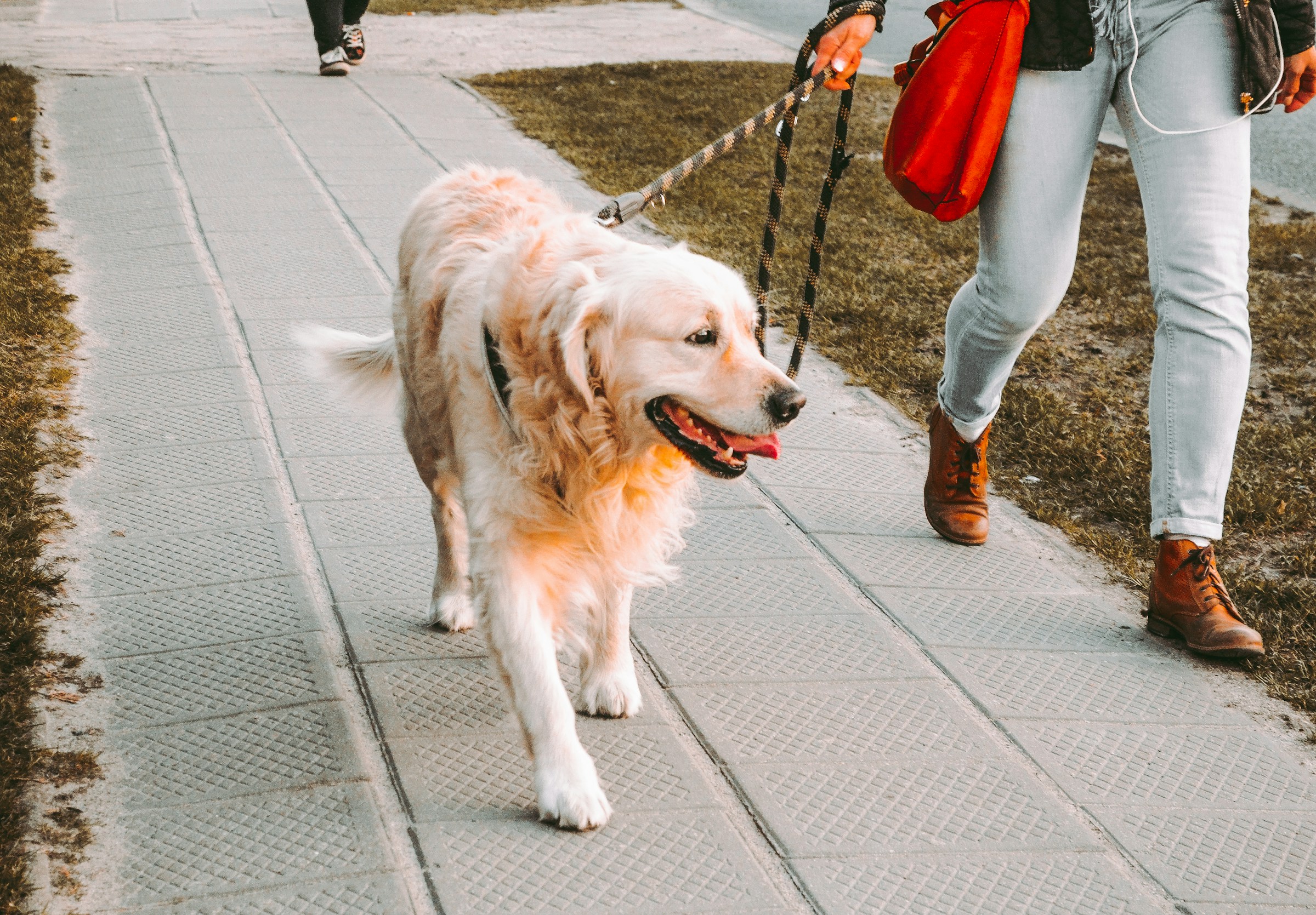 Safe Walking Tips for Reactive Dogs